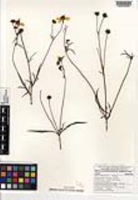 Bidens schaffneri image