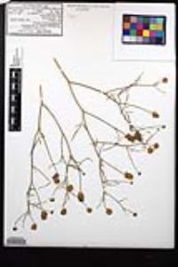 Psorothamnus emoryi var. arenarius image