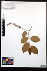 Prunus serotina subsp. virens image