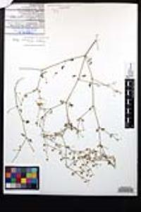 Fagonia laevis image