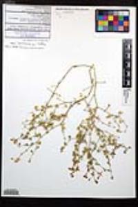 Fagonia pachyacantha image