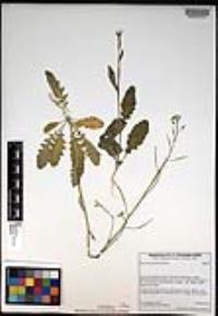 Brassica tournefortii image