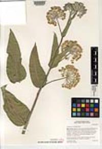 Asclepias eriocarpa image
