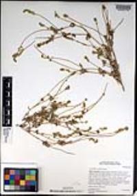 Cryptantha patula image