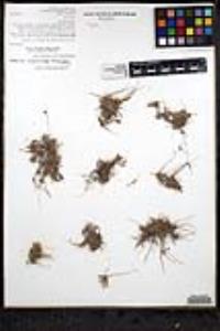 Pectocarya peninsularis image