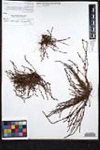 Plagiobothrys leptocladus image