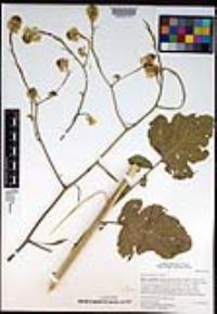 Brassica nigra image