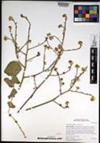 Hirschfeldia incana image