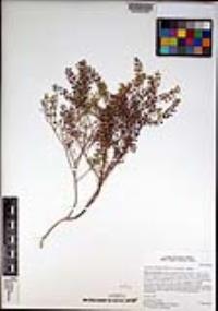 Lepidium oblongum var. insulare image