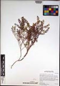 Lepidium oblongum image