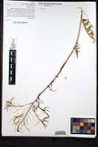 Sisymbrium irio image