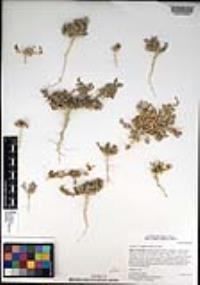 Atriplex coulteri image