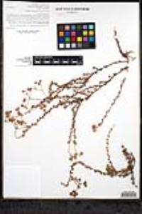 Eriogonum fasciculatum var. foliolosum image