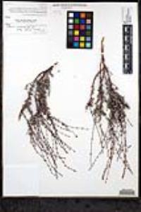 Eriogonum wrightii var. dentatum image