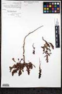 Rumex dentatus image