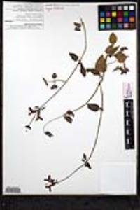 Stachys coccinea image