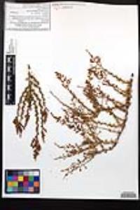 Adenostoma fasciculatum var. obtusifolium image