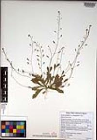 Draba cuneifolia image