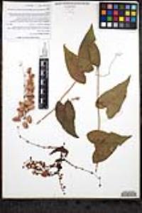 Antigonon leptopus image