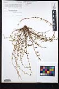 Plagiobothrys acanthocarpus image