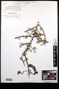 Senegalia greggii image