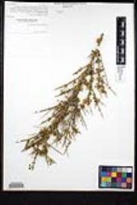 Adolphia californica image