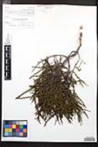 Adenostoma fasciculatum image