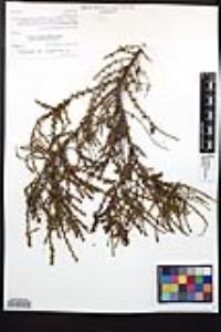 Adenostoma fasciculatum image