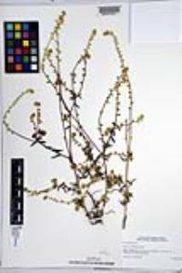 Cryptantha patula image