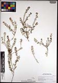 Lepidium lasiocarpum image