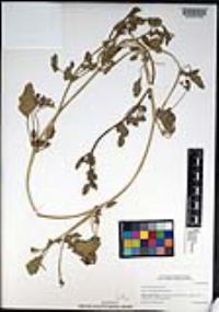 Abronia umbellata image