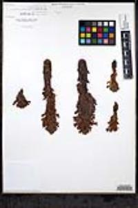 Aphyllon parishii image