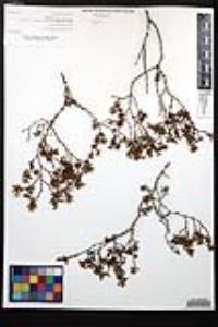 Larrea tridentata image