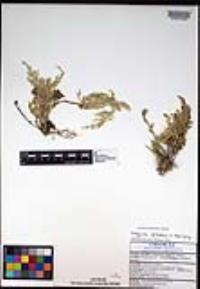 Selaginella pallescens image