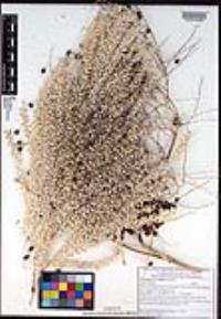 Washingtonia filifera image