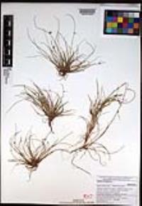 Cyperus laevigatus image
