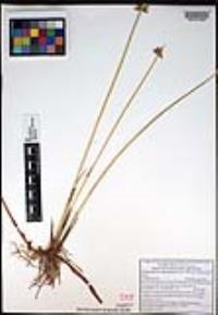 Schoenoplectus americanus image