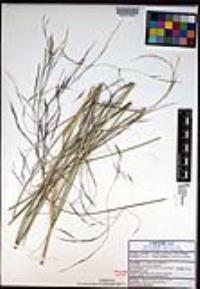 Aristida schiedeana image