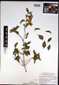 Ruellia californica image