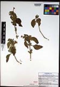 Ruellia inundata image