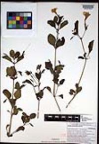 Ruellia intermedia image