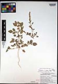 Amaranthus watsonii image