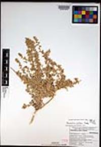 Amaranthus watsonii image