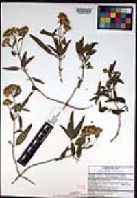 Aldama fruticosa image
