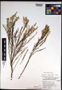 Baccharis sarothroides image