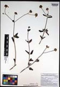 Bahiopsis chenopodina image
