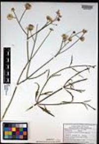 Bebbia juncea image