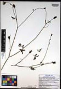 Bidens leptocephala image