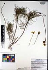 Bidens nudata image