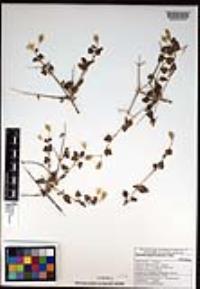Brickellia glabrata image